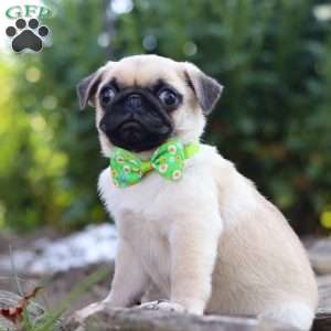 Midnight, Pug Puppy